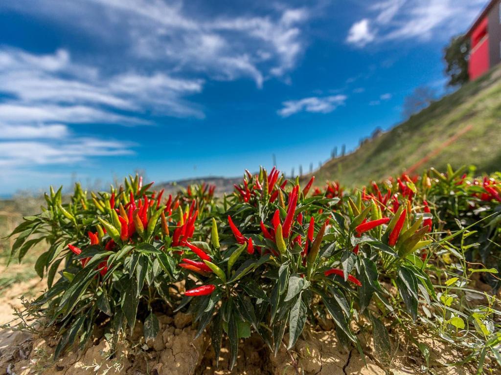 Agriturismo Il Sapore Della Luna Monteprandone Ngoại thất bức ảnh
