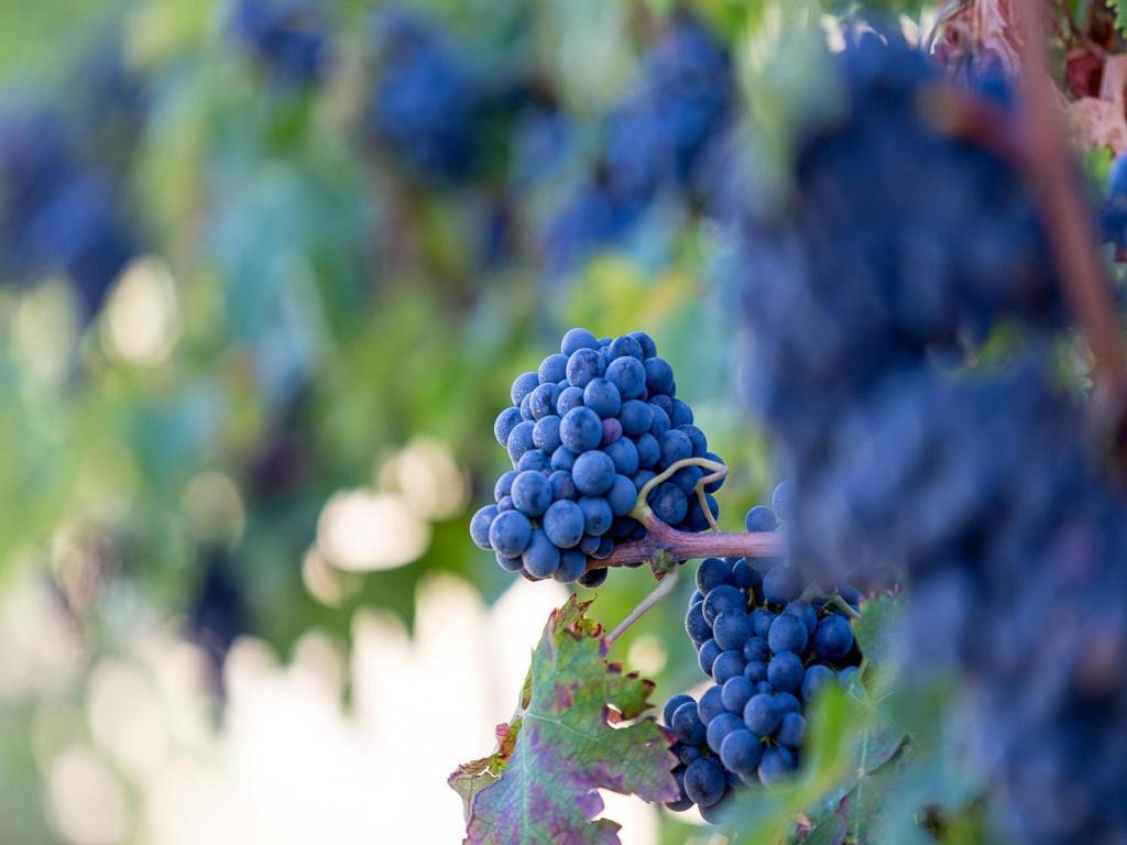 Agriturismo Il Sapore Della Luna Monteprandone Ngoại thất bức ảnh
